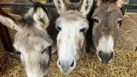 A photo of three donkeys, all are brown haired and white marks, the one in the middle has a white face. They have their heads coming through a fence inside their paddock, which has hay on the ground. 