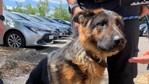 A dog sitting in a car park in Swindon. It has brown and black fur and a police officer's legs can be seen behind it.