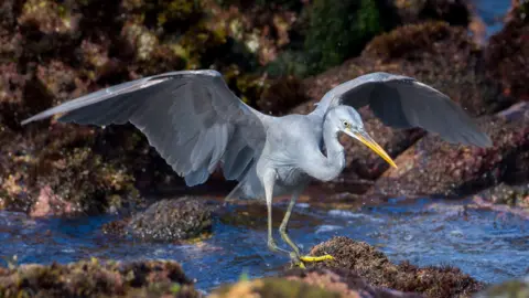 western reef heron