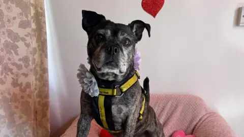 Lola Lou, a nine-year-old Staffordshire bull terrier cross wearing a bow