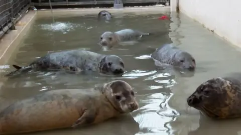 Six seals in a shallow, narrow pool, alongside a buoy and a football.