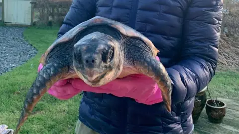 A loggerhead turtle being held by a pair of hands wearing pink gloves and the upper body of Valerie Lang Smith wearing a blue puffer jacket