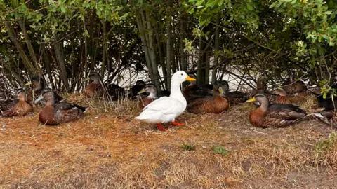 A number of ducks some with brown feathers nestled underneath a bush on dry brown grass. There is also a white duck standing up in the middle of the group.