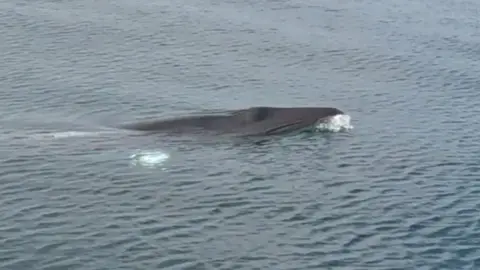a whale visible above the mass of sea.