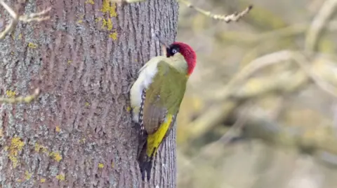 Peterborough Walks A green and white woodpecker, with a red head, perched on a tree bark.