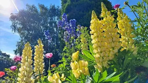 BBC Weather Watchers/Les at Large We see several yellow lupins flowers, their spikes of green stalks surrounded by yellow blooms.