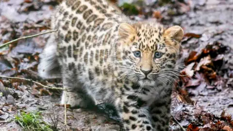 The picture shows a young leopard cub walking across wet ground covered in fallen leaves and patches of grass. The cub has striking blue eyes and a thick, spot‑covered coat that stands out against the damp, earthy background. Its body is low to the ground.