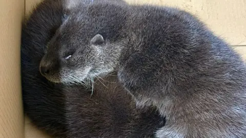 Karen Watson Tow dark grey otters with their eyes closed lying in a box 