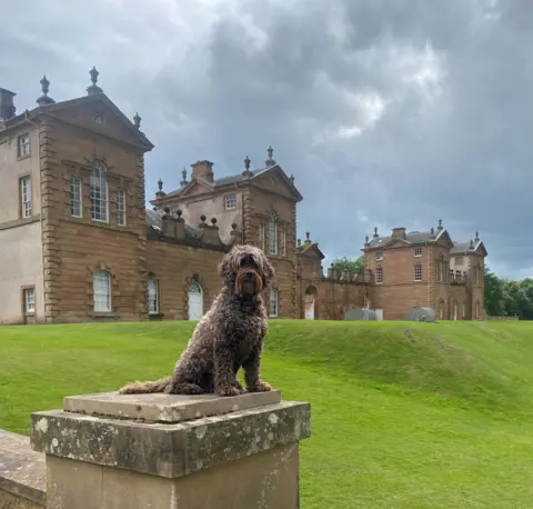 Calum Melrose Milly the cockapoo sitting on a pillar with a large house in the background. 
