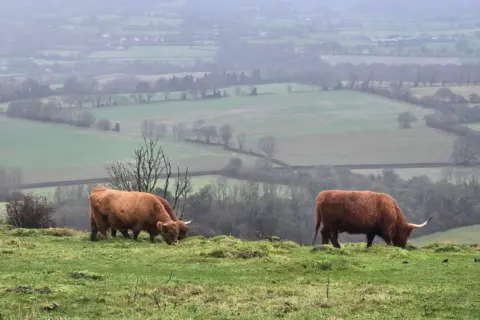 TallDog Three brown, long-haired cows with horns eat grass on the edge of a hill, with green fields stretching out below.
