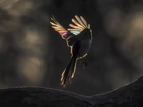 Andrew Fusek Peters Long tailed tit