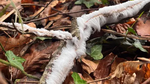 Melanie Warburton Hair ice on a branch in a wood