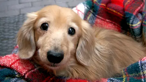 Getty Images Dog on blanket 