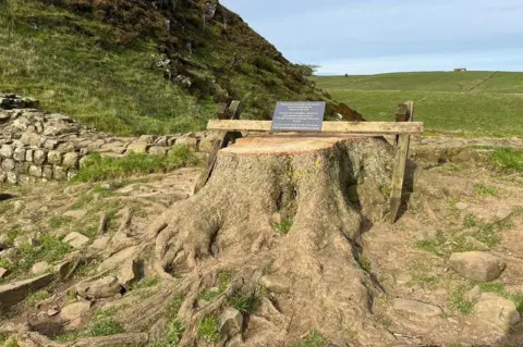 A small black sign set up on wooden posts above the stump. It is too small to see what the sign says
