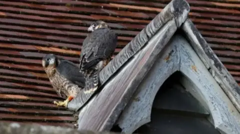 Michael Barrett A close up of peregrine falcons on top of St Albans Cathedral. They have nested at the site since 2022.
