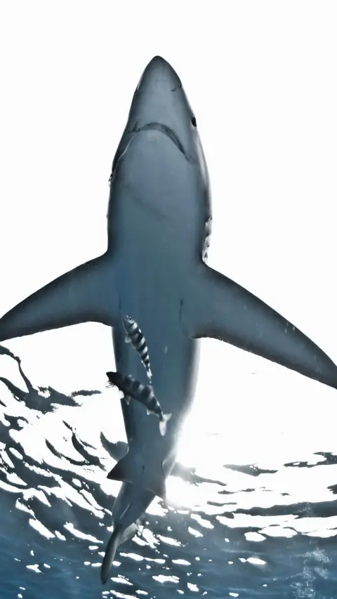 The underside of a blue shark in the sea
