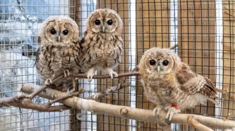 Blyth Wildlife Rescue Three young tawney owls. The owlets still have downy feathers and are arranged on a branch inside a cage. The one on the right has a red ring tag on its leg.
