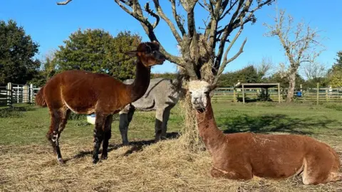 Gorse Hill City Farm One alpaca sitting and two standing eating hay at Gorse Hill City Farm, in Leicester.