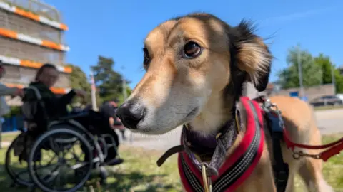 A Saluki dog called Zanzibar wearing a red harness and staring towards the left. A woman in a wheelchair is in blurred vision to the left of the dog.