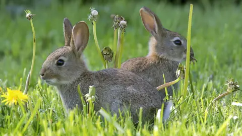 Two young European rabbits hiding in the grass