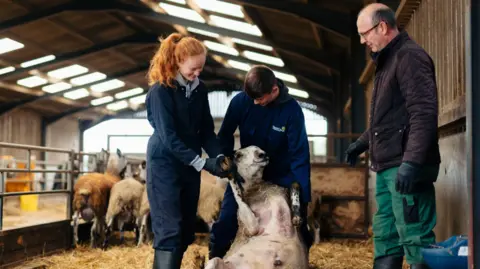 Kendal College Two young people, one with ginger hair and the other with dark hair, are tending to a sheep on a bed of hay. An older man in green trousers and a brown coat is supervising them. All of them are inside what appears to be a barn.