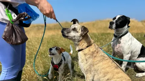 BBC Three dogs on a walk on a grassy hill are kept on leads with a woman holding them with poo bags tied to her waist.