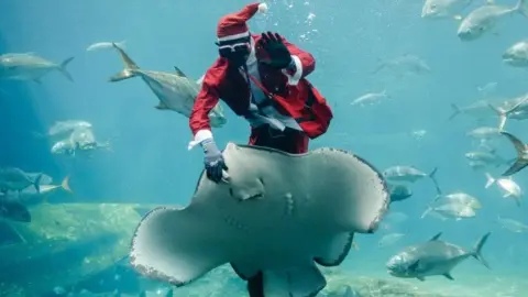 South African aquarist Mthobisi Mlambo dressed as Santa Claus while he feeds a stingray underwater - Wednesday 18 December 2024