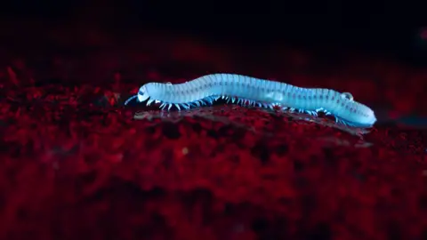 David Atthowe/Reveal Nature A millipede under a UV light. The millipede glows bright turquoise and its environment is red and black.