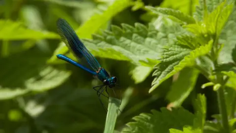 Tarquin Pentecast A Banded Demoiselle damselfly sits on a green blade of grass. 