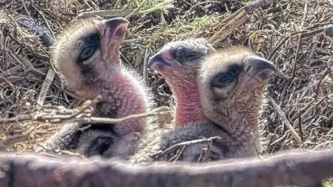 Three osprey chicks in a nest. The birds are almost featherless and the nest is made of sticks and dried vegetation