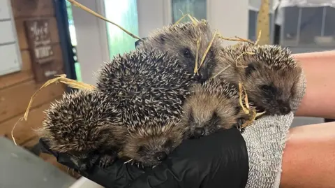 Supplied A group of five hedgehogs being held by a pair of hands.