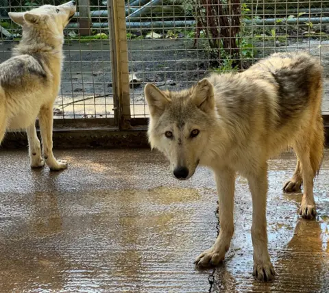 SSPCA Two wolfdogs in an outside pen