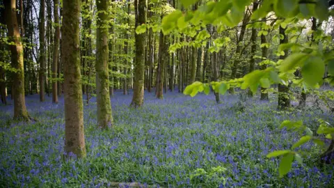 William James Dowd A woodland floor cover in bluebells, surrounded by trees. Green leaves from one of the trees can be seen on the far right of the image.