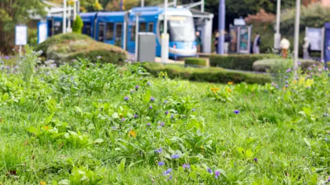 A green space with grass and wildflowers with purple petals. In the distance is a blue metro tram at a tram stop