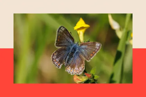 Getty Images A common blue butterfly