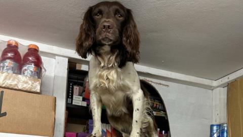 A Spaniel sniffer dog stands in front of a hidden compartment in a wall, containing illegal tobacco products and vapes