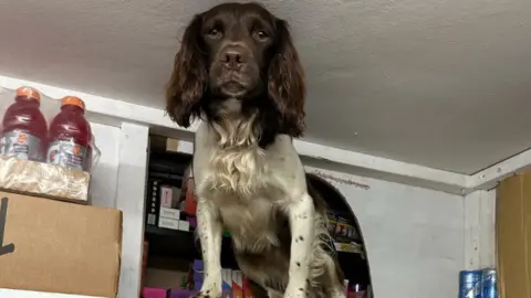 Walsall Council A Spaniel sniffer dog stands in front of a hidden compartment in a wall, containing illegal tobacco products and vapes