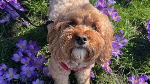 Laura McKechnie A cockapoo dog looking up at the camera while standing among some purple flowers.