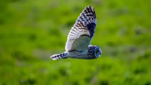 Getty Images A short-eared owl flying over grassland looking for prey.
