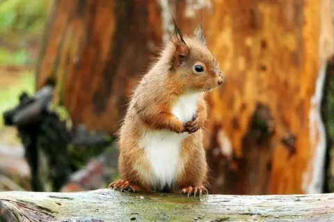 Eric Niven A red squirrel standing on a tree trunk, looking to the right, with a tree in the background.