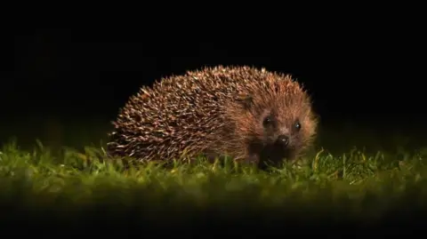 Getty Images Hedgehog