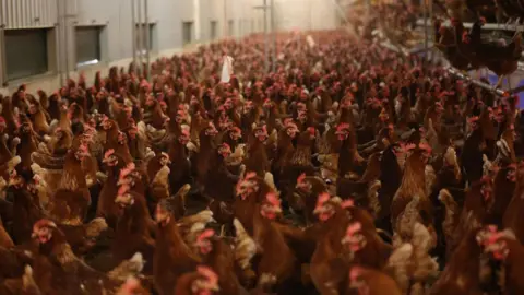 Getty Images Thousands of hens are grouped together in a large, well-lit warehouse building.