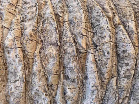 Chris Tudor Patterns on tree bark