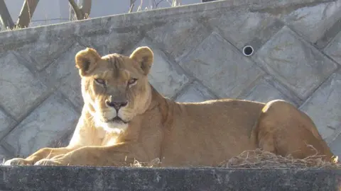 Getty Images A female lion lying on a concrete platform