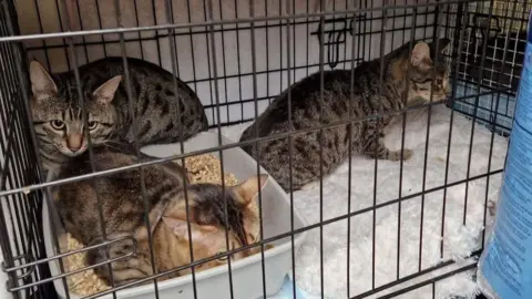 Three cats in a cage lined with a fluffy blanket and a litter tray. The cats are tabbies with dark brown/grey coats and black markings.