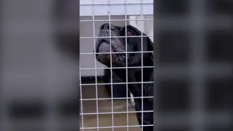 Inside the kennels responding to vicious XL bully attacks