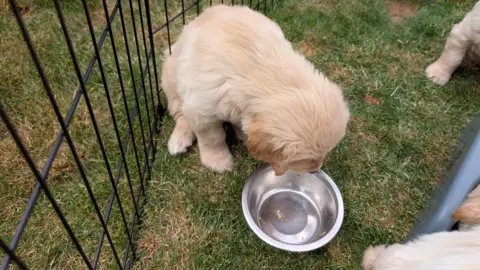 Three golden retriever puppies in an outside enclosure. One of them is looking down at an empty dog bowl. Only the tail and the legs of the others are visible.
