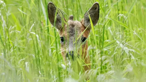 A deer hiding in long grass