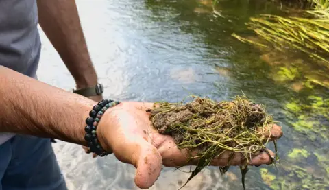 Owen Sennitt/BBC A close-up of a man's hand holding silt and weed pulled up from the bed of the River Wensum, with the river visible in the background.
