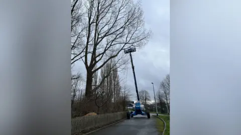 A blue mobile elevating work platform extended towards a tall, leafless tree from a pavement.